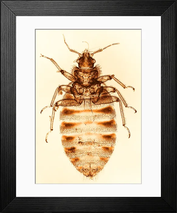 Framed Print : Bedbug, light micrograph Framed Print : Bedbug, light micrograph