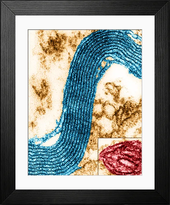 Framed Print : Cell Structure, Myelin Sheath, TEM Framed Print : Cell Structure, Myelin Sheath, TEM