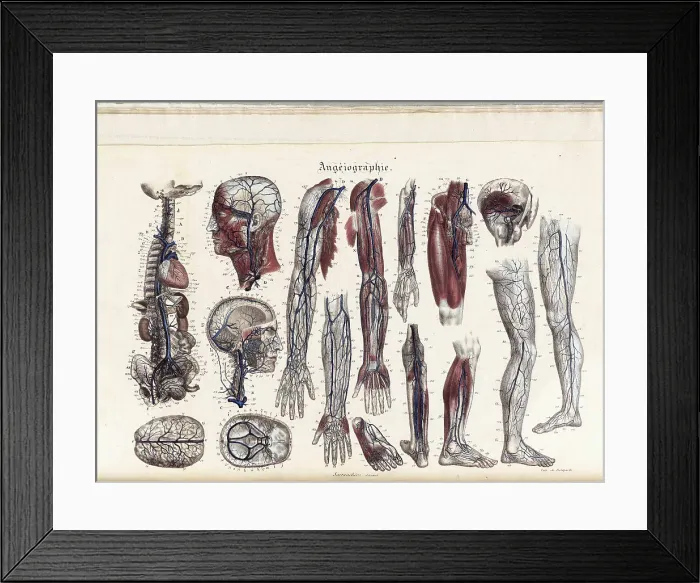 Framed Print : Anatomie Methodique Illustrations Framed Print : Anatomie Methodique Illustrations