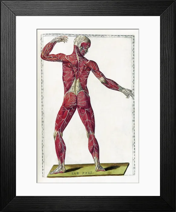Framed Print : Eustachi, 'Tabulae anatomicae', 1783