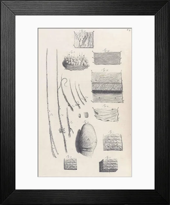 Framed Print : Anatomia humani corporis, Table 04, 1690