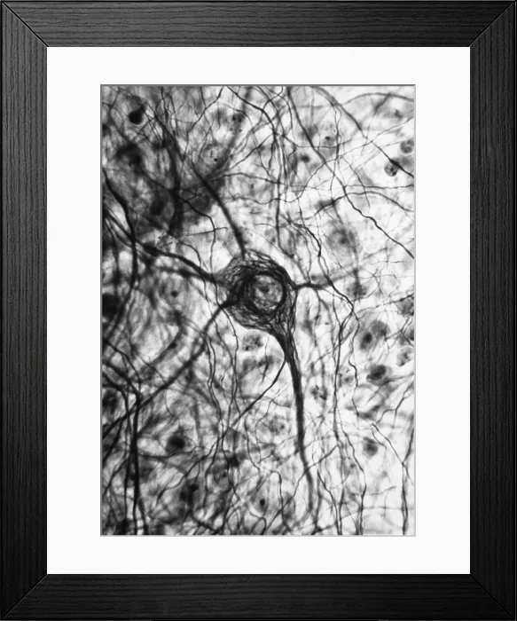 Framed Print : Nervous System, Neuron, TEM Framed Print : Nervous System, Neuron, TEM