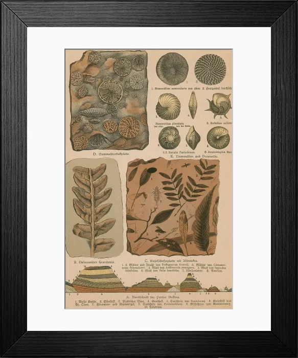 Framed Print : Geology and Paleontology, 1886