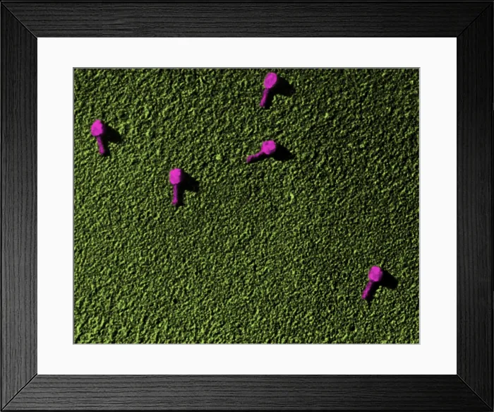 Framed Print : Enterobacteria phage T2, TEM Framed Print : Enterobacteria phage T2, TEM