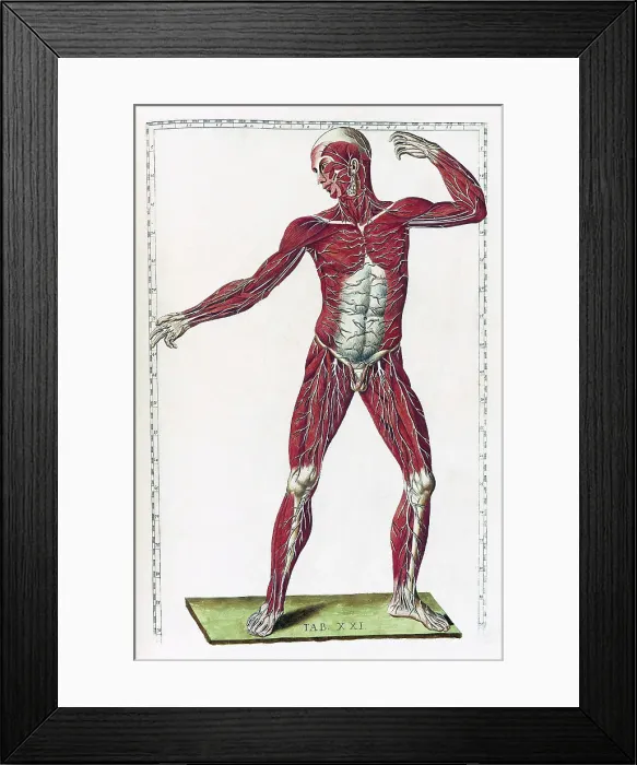 Framed Print : Eustachi, 'Tabulae anatomicae', 1783 Framed Print : Eustachi, 'Tabulae anatomicae', 1783