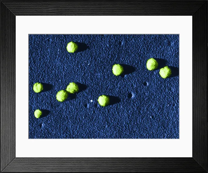 Framed Print : Influenza Virus Framed Print : Influenza Virus