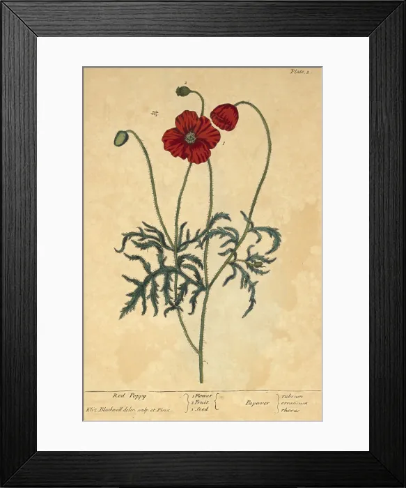 Framed Print : Red Poppy, Medicinal Plant, 1737 Framed Print : Red Poppy, Medicinal Plant, 1737