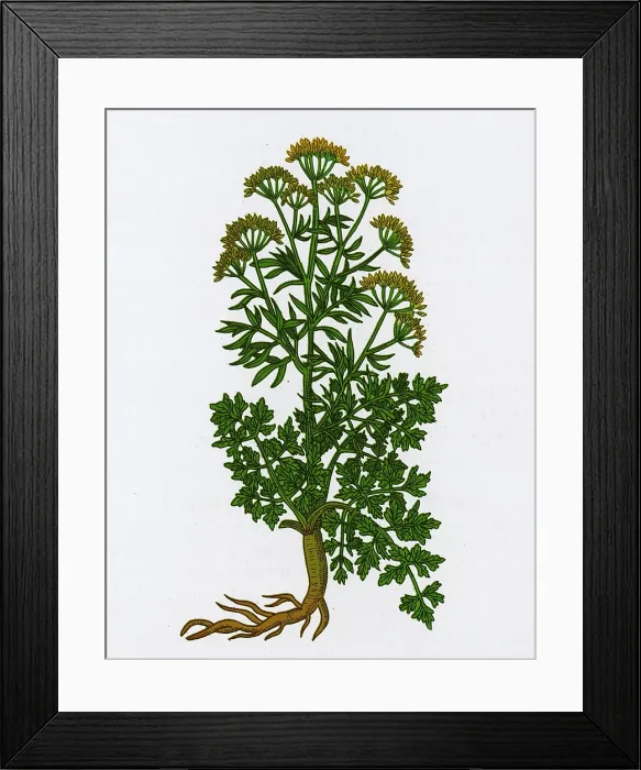 Framed Print : Petroselinum Crispum, Garden Parsley Framed Print : Petroselinum Crispum, Garden Parsley