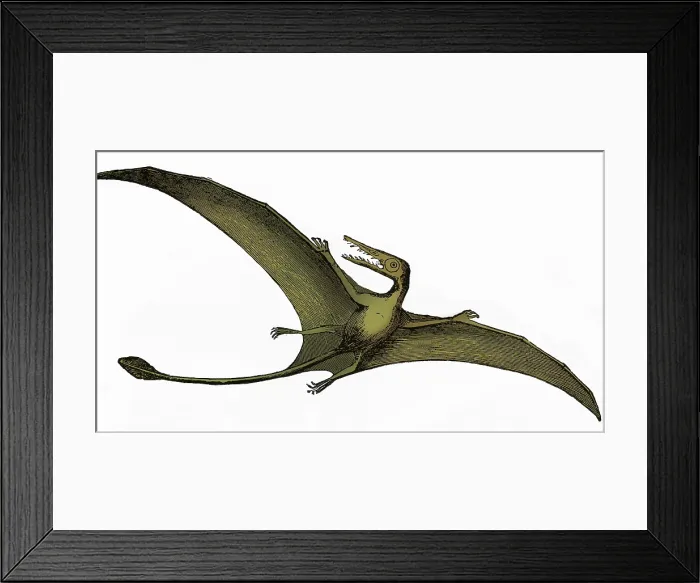 Framed Print : Pterodactyl, Extinct Flying Reptile Framed Print : Pterodactyl, Extinct Flying Reptile