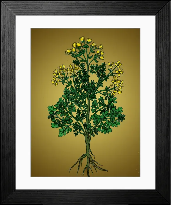 Framed Print : Ruta Graveolens, Alchemy Plant Framed Print : Ruta Graveolens, Alchemy Plant