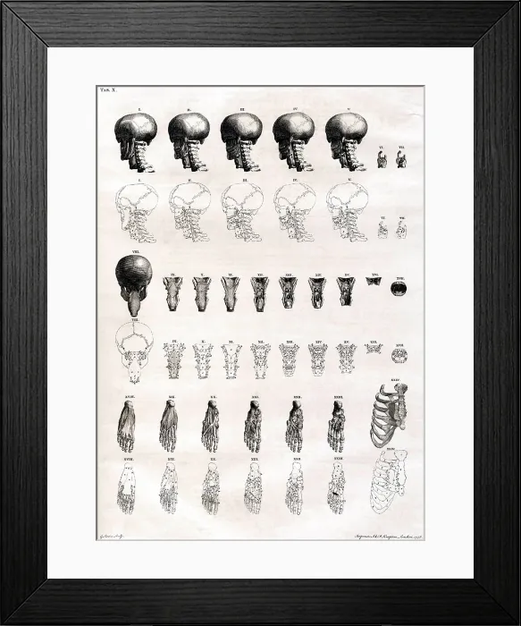 Framed Print : 18th Century Anatomical Engraving Framed Print : 18th Century Anatomical Engraving
