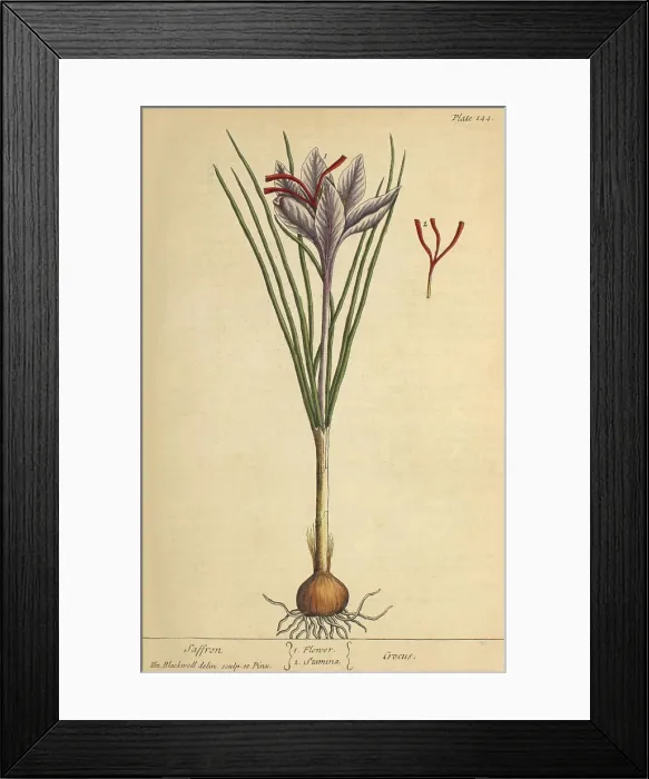 Framed Print : Saffron, Medicinal Plant, 1737 Framed Print : Saffron, Medicinal Plant, 1737
