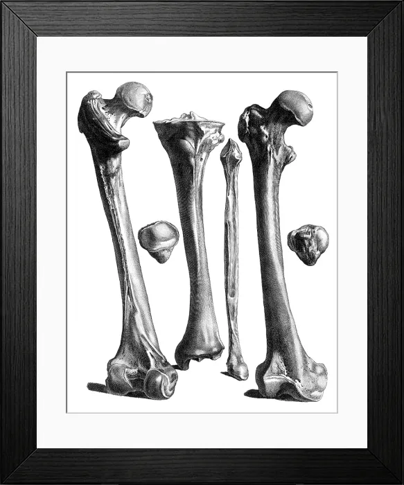 Framed Print : Jacques Gamelin, Nouveau d'osteologie, 1779 Framed Print : Jacques Gamelin, Nouveau d'osteologie, 1779