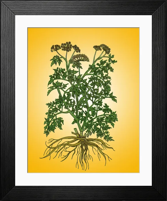 Framed Print : Wild Parsley Framed Print : Wild Parsley