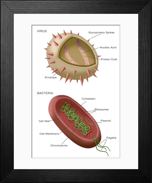 Framed Print : Virus vs bacteria structure comparison of differences, diagram, medical visual Framed Print : Virus vs bacteria structure comparison of differences, diagram, medical visual