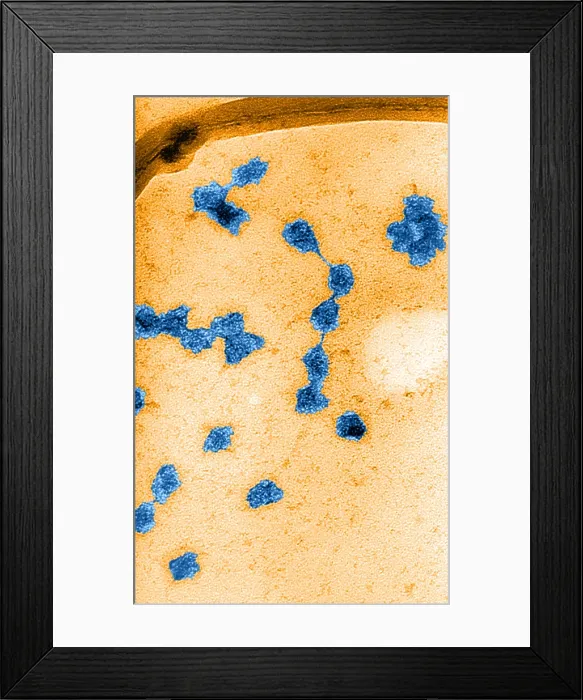 Framed Print : Genetics, Messenger RNA (mRNA), TEM Framed Print : Genetics, Messenger RNA (mRNA), TEM