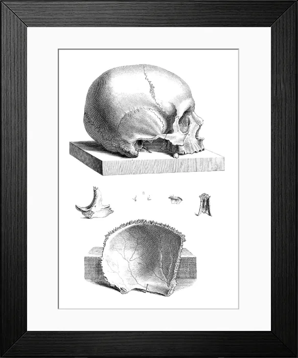 Framed Print : William Cheselden, 'Osteographia', 1733 Framed Print : William Cheselden, 'Osteographia', 1733