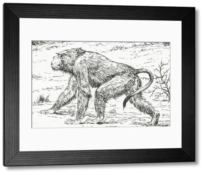 Framed Print : Prehistoric Extinct Animals Framed Print : Prehistoric Extinct Animals