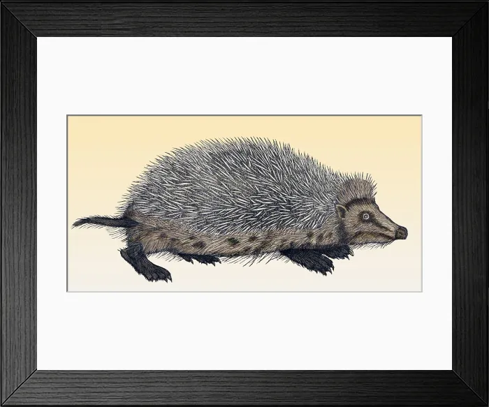 Framed Print : Gessner, Hedgehog, 16th Century Framed Print : Gessner, Hedgehog, 16th Century