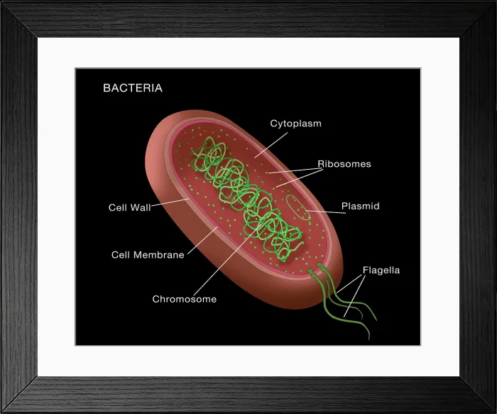 Framed Print : Bacteria structural diagram, labeled medical visual