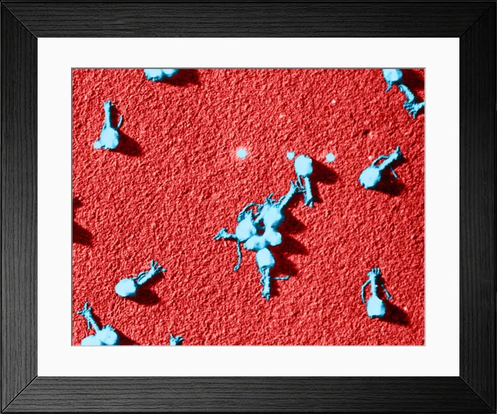 Framed Print : Enterobacteria Phage T4, TEM Framed Print : Enterobacteria Phage T4, TEM