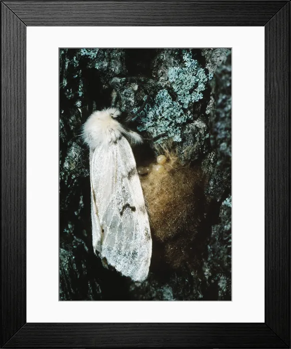 Framed Print : Gypsy moth lays eggs Framed Print : Gypsy moth lays eggs