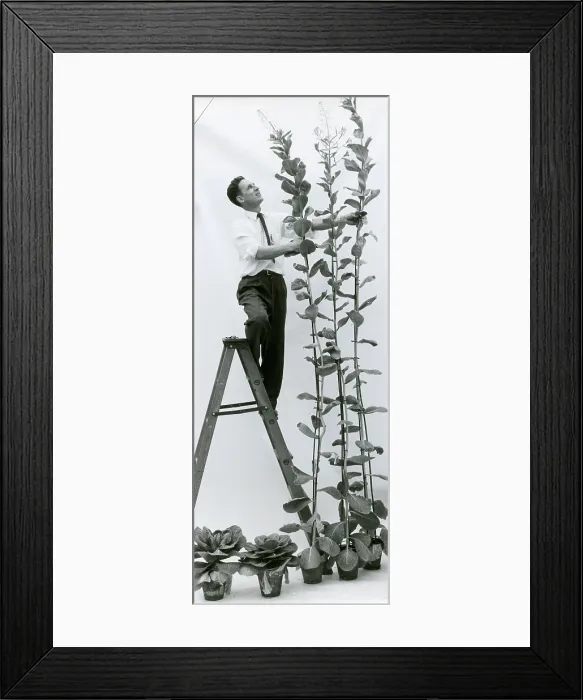 Framed Print : Effect of Gibberellic Acid on Cabbage Framed Print : Effect of Gibberellic Acid on Cabbage