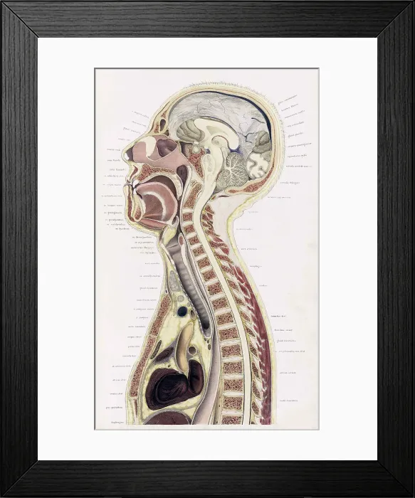 Framed Print : Topographisch-anatomischer, Braune, 1872