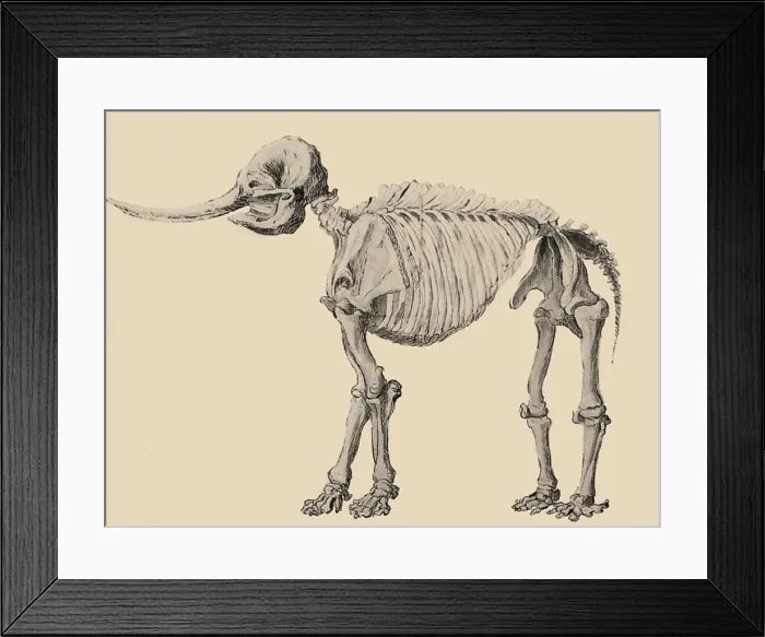 Framed Print : Mastodon Skeleton Framed Print : Mastodon Skeleton