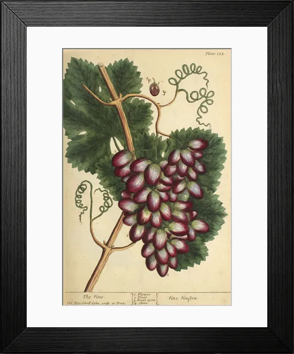 Framed Print : Grape Vine, Medicinal Plant, 1737 Framed Print : Grape Vine, Medicinal Plant, 1737