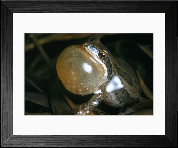 Framed Print : Leopard Frog Framed Print : Leopard Frog
