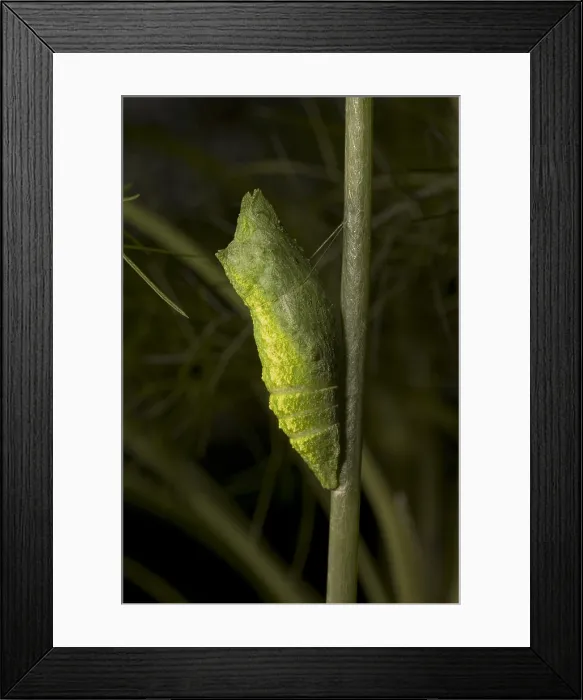 Framed Print : Pupa of Black Swallowtail Butterfly