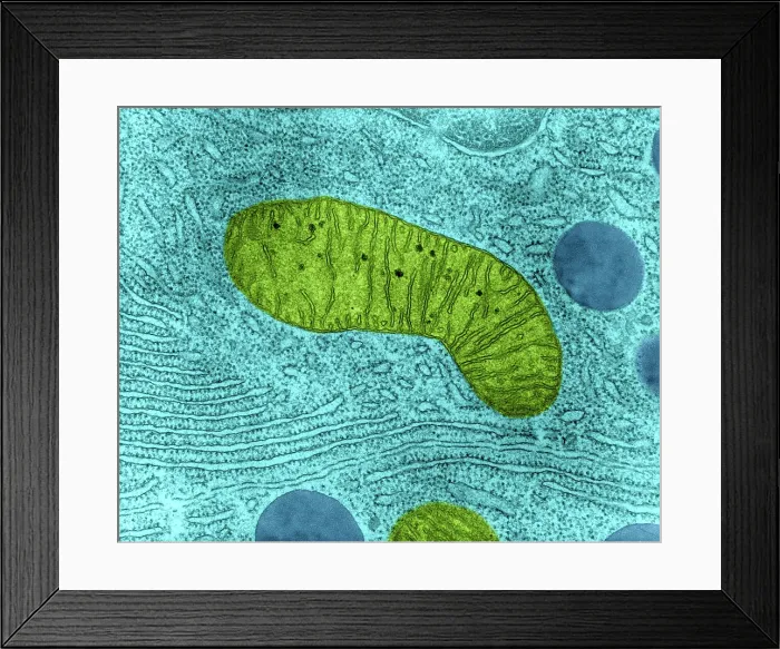 Framed Print : Mitochondrion in Bat Pancreas Cell, TEM Framed Print : Mitochondrion in Bat Pancreas Cell, TEM