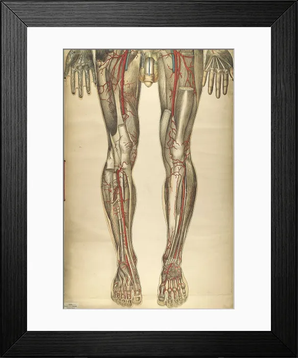 Framed Print : Julien Bougle, Le corps humain, 1899 Framed Print : Julien Bougle, Le corps humain, 1899