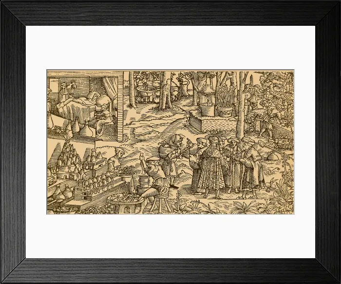 Framed Print : Medical Herb Cultivation, 16th Century