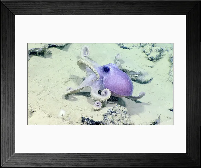 Framed Print : Octopus, Graneledone verrucosa Framed Print : Octopus, Graneledone verrucosa