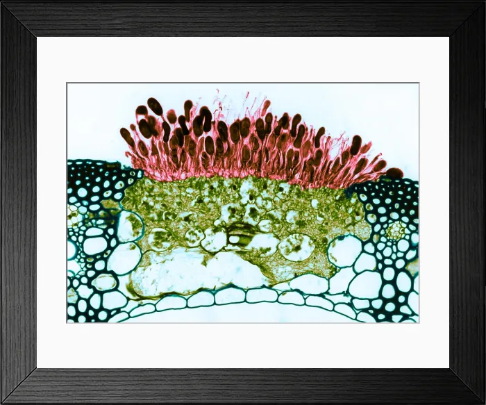 Framed Print : Black Stem Rust (Puccinia graminis), Fungi, light micrograph Framed Print : Black Stem Rust (Puccinia graminis), Fungi, light micrograph