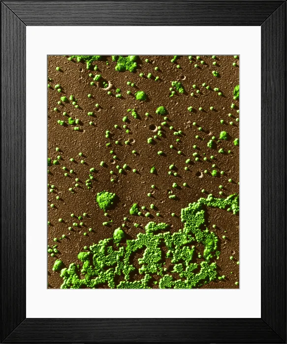 Framed Print : Human Enterovirus, Poliovirus, TEM Framed Print : Human Enterovirus, Poliovirus, TEM