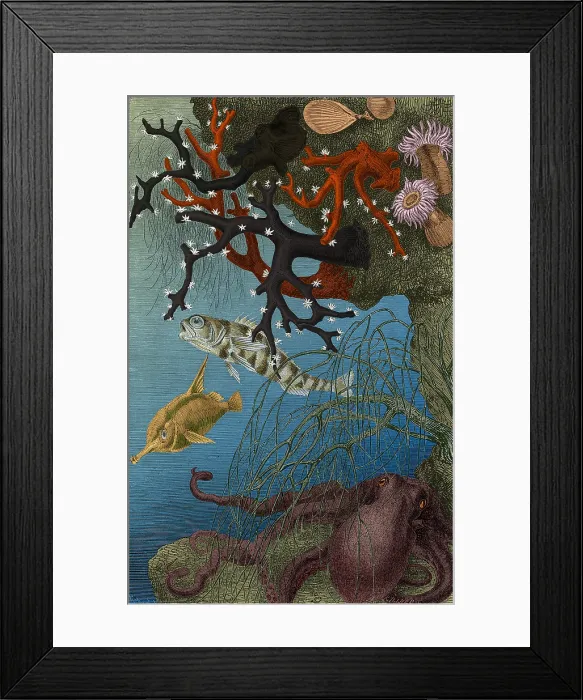 Framed Print : Coral Reef and Cuttlefish, 19the century Framed Print : Coral Reef and Cuttlefish, 19the century