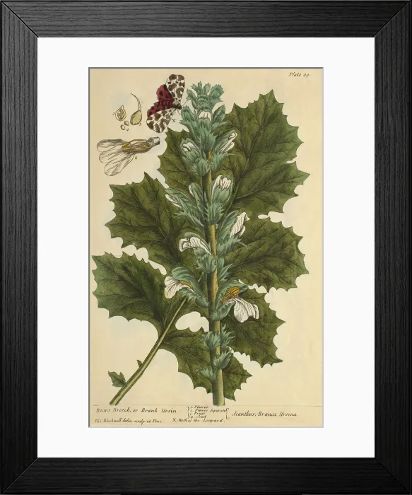 Framed Print : Bear's Breech, Medicinal Plant, 1737 Framed Print : Bear's Breech, Medicinal Plant, 1737