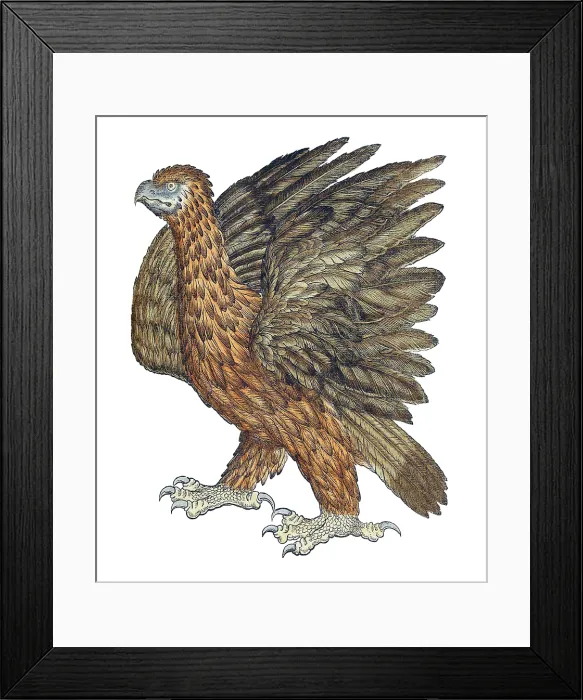 Framed Print : Gessner, Eagle, 16th Century Framed Print : Gessner, Eagle, 16th Century
