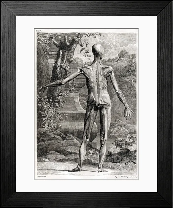 Framed Print : 18th Century Anatomical Engraving Framed Print : 18th Century Anatomical Engraving