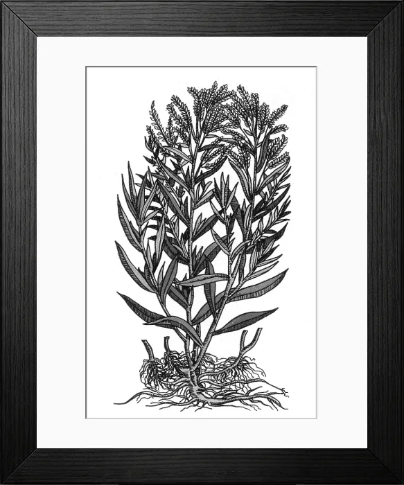 Framed Print : Tarragon, Perennial Herb Framed Print : Tarragon, Perennial Herb