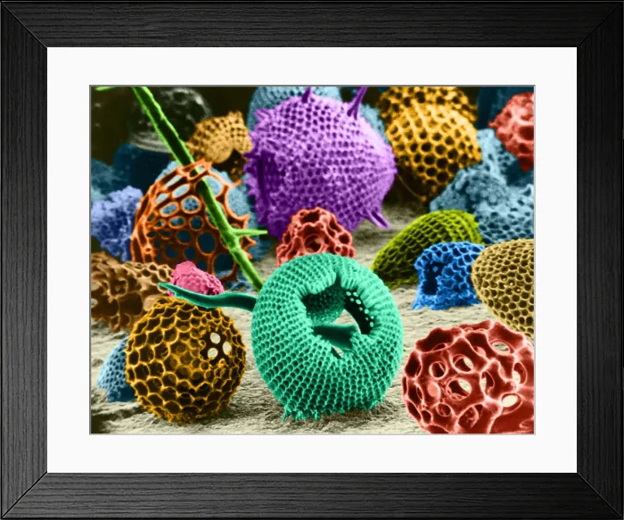 Framed Print : Radiolarians (SEM) Framed Print : Radiolarians (SEM)