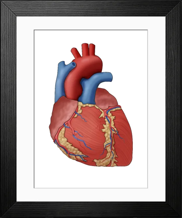 Framed Print : Anatomy of the Human Heart, Illustration Framed Print : Anatomy of the Human Heart, Illustration
