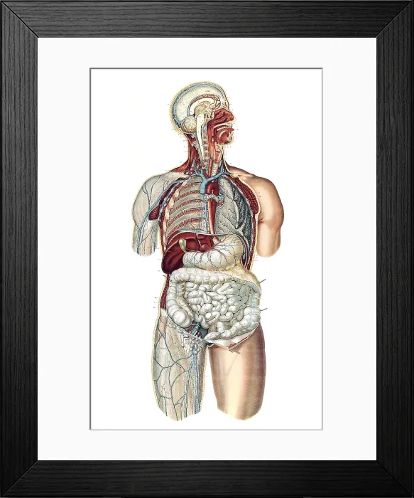 Framed Print : Anatomie du Corps Humain, Laskowski, 1894 Framed Print : Anatomie du Corps Humain, Laskowski, 1894