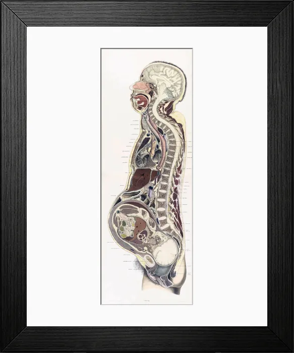 Framed Print : Topographisch-anatomischer, Braune, 1872
