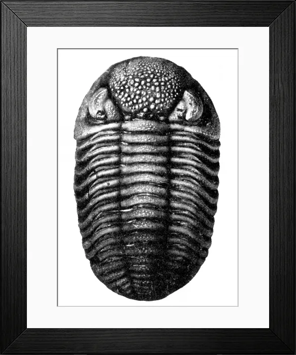 Framed Print : Trilobite Fossil Framed Print : Trilobite Fossil