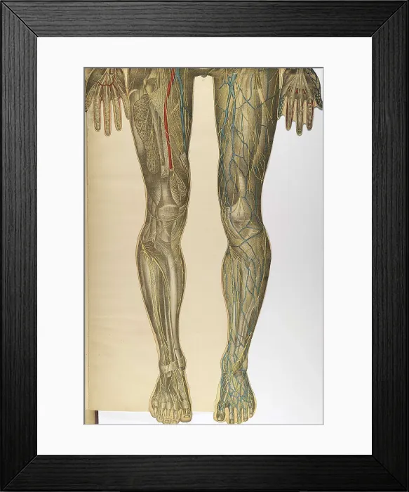 Framed Print : Julien Bougle, Le corps humain, 1899 Framed Print : Julien Bougle, Le corps humain, 1899