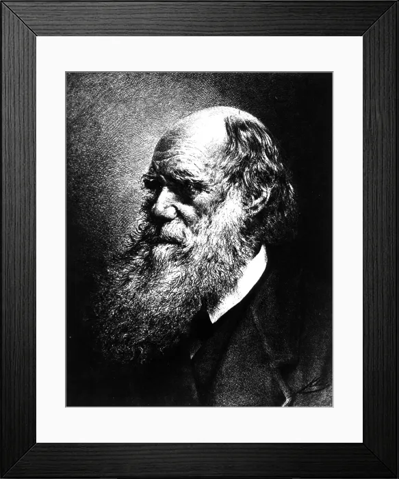 Framed Print : Charles Darwin, English Naturalist Framed Print : Charles Darwin, English Naturalist